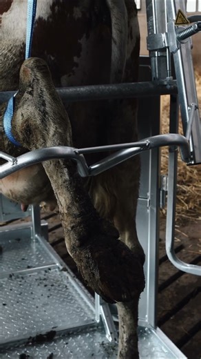 CowCare Dairy - reliable hoof trimming chute for farmers