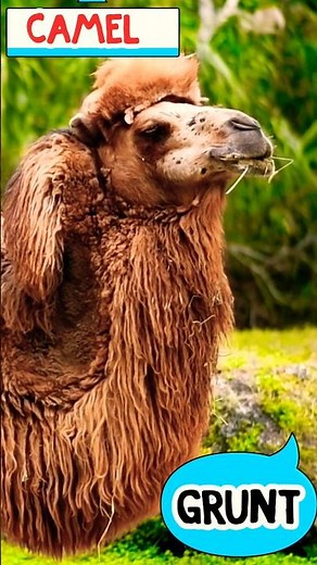 Camel Sound 🐪 | Grunt Grunt Sound for Kids | Learn Animal Sounds #Shorts