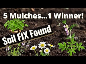 5 Living Mulches Ranked: Which One Makes Soil ‘Grow Itself’?