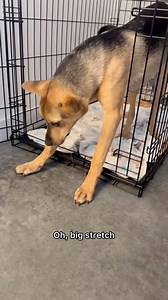 109K views · 3.5K reactions | Cactus still loves hanging in his crate even if he doesn’t have to! I think he feels safe in there when I’m gone. | Cactus The Rescue | Facebook
