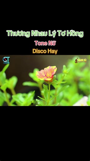 Karaoke Thương Nhau Lý Tơ Hồng Tone Nữ Dễ Hát