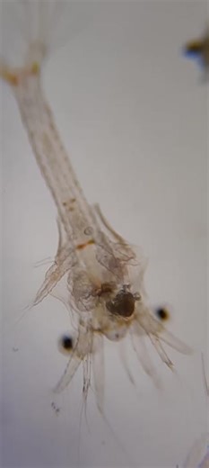 Because the filter feeding behavior of shrimp zoea larvae, it is important to define precisely the size of particles offered to them. In video, a Penaeus vannamei zoea larvae is feeding on BernAqua… | Raul Ramirez