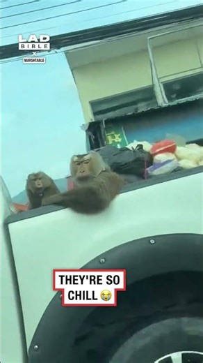I spotted these monkeys getting a lift in a truck 🤣😭 (🎥: TT/ marshtable)