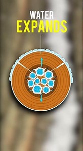 Trees Exploding ! Myth Debunked