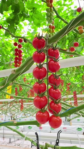 Building the Ultimate Greenhouse for Your Agricultural Needs