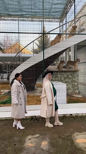 Observing Lions at a Zoo: A Memorable Experience