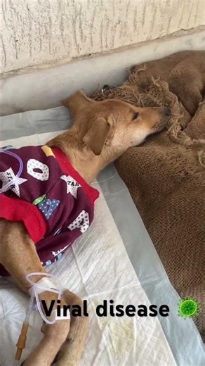 Viral infection 🦠 #viralvideo #viral #shorts #shortvideos #like #share #disease #dangerous #help
