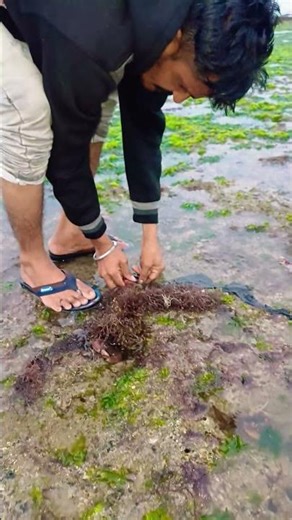 Big mud Crabs Catching and how to catch #shorts