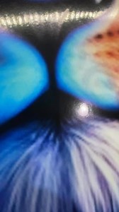 Lion decals! | Gieboy Sticker's