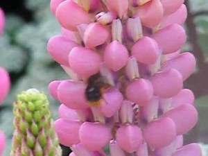 Lupin flower and bumblebee - pollination in action!