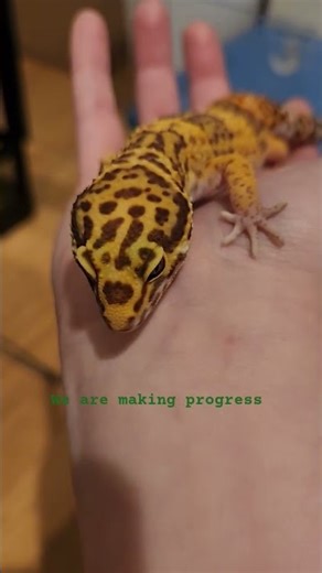 Hand Taming Leopard Gecko #leopardgecko #reptiles #lizard
