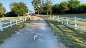 46K views · 90 shares | Good morning | Lone Star Dog Ranch & Dog Ranch Rescue | Facebook