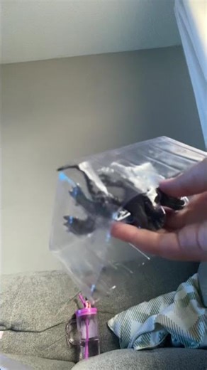 Xenomorph grid top toy review