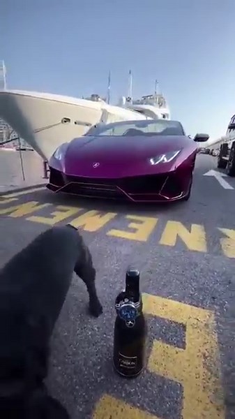 This Dog Lives Like a Billionaire!