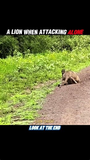 Team Wins, Solo Fails!#trending #animals #wildlife #lion #warthog #shorts