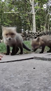 A man's door camera captured an adorable group of fox pups playing around outside his backyard. https://abcn.ws/403WuaU | ABC News