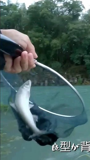コロガシでデカ鮎を掛ける！#shouts