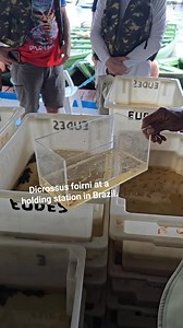 We saw lots of very interesting fish during our trip to Brazil, especially this rarity! Dicrossus foirni! Formally known as Dicossus sp 'rio negro' #dwarfcichlid #dicrossus #apistogramma #fish #fishes #Brazil #brasil #rionegro #barcelos #fishing #bass #peacockbass | Premier aquatics ltd