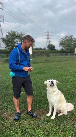 Can your dog give you both paws?