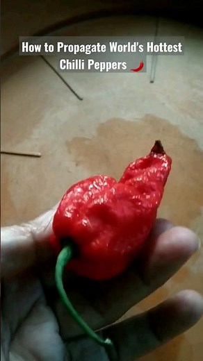 How to Grow Ghost Pepper ( Bhut Jolokia) in a small pot easily #shorts #gardening #plantpropagation