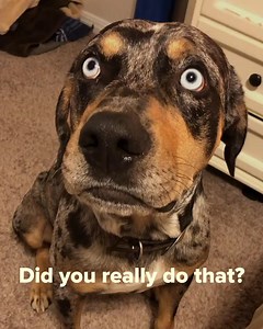655K views · 2.5K reactions | now i want to have full conversations with Colt (@colt_blue_the_catahoula) all day | Goodful | Facebook