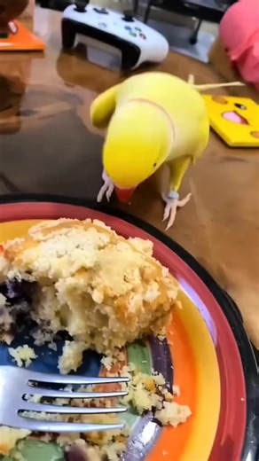 birdfyp on Instagram: "The African ringneck parrot is a colorful and intelligent bird known for the thin ring of feathers around its neck, which is especially noticeable on adult males. Native to parts of Africa, these parrots are strong fliers and are often seen in open woodlands and near farms. They are social birds that communicate with a variety of calls and can learn to mimic sounds. With their bright green feathers and curious nature, African ringneck parrots are both striking and fascinat