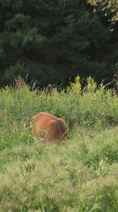 You taking this Pennsylvania deer opening morning of deer season?!🦌 #deer #whitetail #hunting #thebeardedbuck | The Bearded Buck
