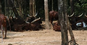 Phu Quoc Island Vietnam Safari Ankole cows of Uganda with very big white horns. Watussi cow Ankole-Watusi, descended from the Ankole group of Sanga cattle breeds.