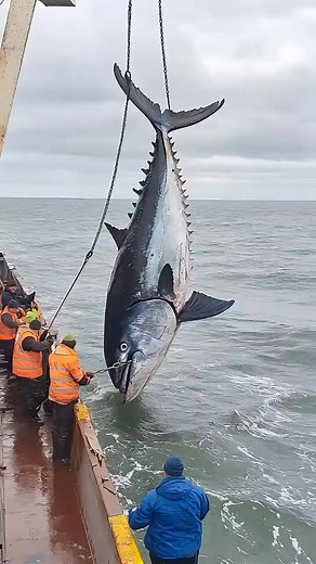 Deep-Sea Tuna Fishing#Marine Fishing Operation#Tuna Fishing#Deep-Sea Operation#Marine Fisheries_088 | Ocean US