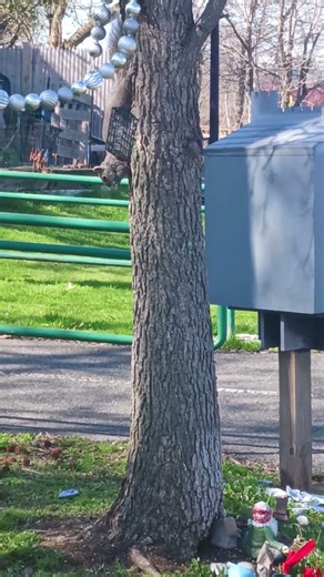 🐿️Sneaky Squirrel🐿️ Feasting on the 🍄Faerie Garden 🧚🐦 Bird Feeder🐦Salem MA🧹#squirrel #fairygardens