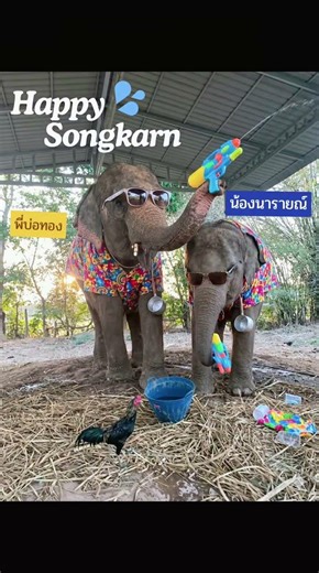 #ช้างป่วยที่ผ่าคลอด #elephant#พังบ่อทองน้องนารายณ์ #animals #wildlife #cute #ช้าง #safari #ช้างป่วย