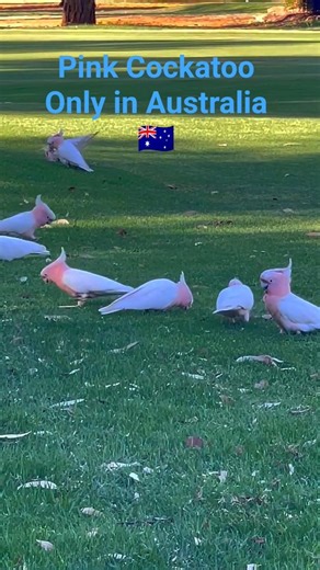 Most Beautiful Australian Birds: Pink Cockatoos #australia #birds #nature
