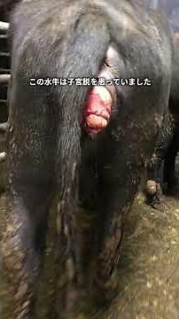 チーズのために搾取される水牛の苦痛