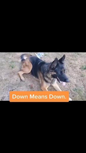 #dogtraining #gsdoftiktok #gsdoftictok #fyp