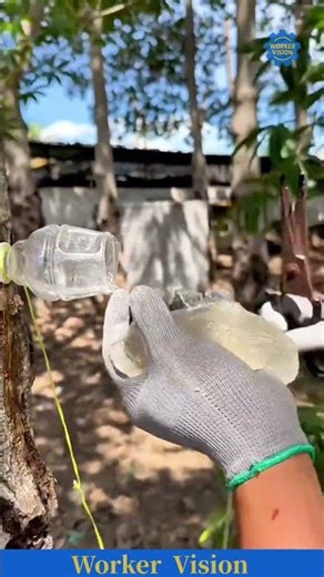 Rubber tree tapping process