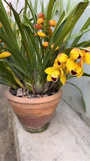 Cymbidium Orchids: Care and Decor Tips