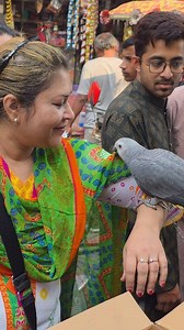 African grey parrot bird chick's. #birds #parrot #pet #reels | Exotic Pets Aviary
