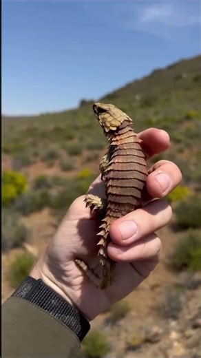 அழகான பல்லிகள் || Amazing Flying Lizard Facts || Tamil Info Share #shorts
