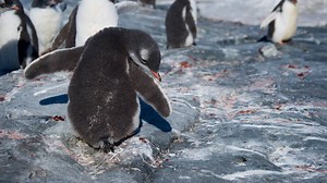 One common misconception is that penguins only live in cold/arctic conditions, however there are several species of penguins that live in warm to tropical climates close to the equator. This week we learn five fascinating facts about penguin chicks. | explore.org
