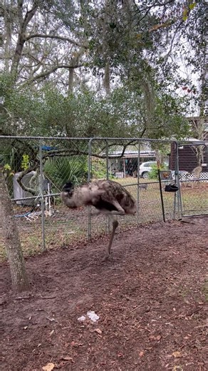 Happy Dance Emu
