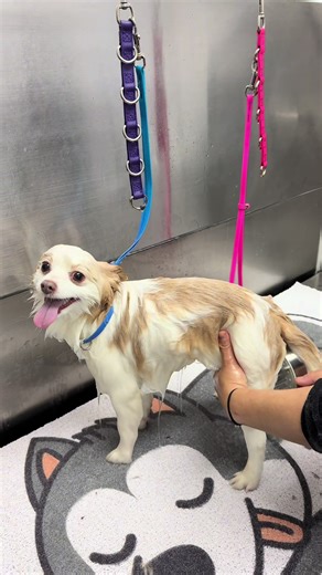 POV: your pup walks into Sassy Paws and walks out feeling BRAND NEW 😎🐶✨ Snow, salt, messy paws? We’ve got it covered! At Sassy Paws Dog Grooming, we keep your furry friends clean, comfy, and looking sassy 💅🐾 🐶 All dog sizes welcome 🚫 Cage-free, low-stress vibes 🛁 Fresh, fluffy, and happy pups 📞 Call to book: 609-692-7140 🌐 Book online: www.sassypawsdoggrooming.com 📍 44 Manchester Ave, Forked River, NJ ⏰ Open 8AM–5PM Your dog deserves a little sass ✨🐕 #SassyPaws #DogGrooming #FreshPup 