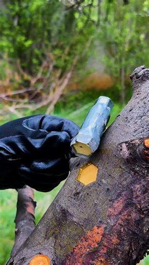 Spring tree grafting method 🌱 | Genius Craft