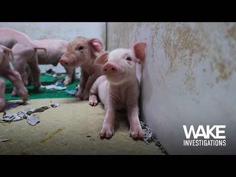 BEHIND THE WALLS OF IRISH PIG FARMING | 2019