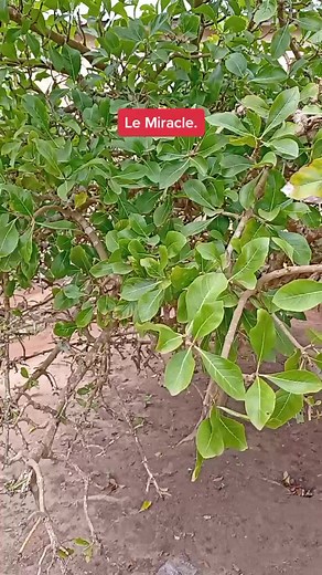 Le Miracle: A Captivating Green Leafy Tree