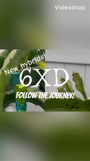 New hybrids “6XD” Asunta 6 x Dark Star hybrids. Introduction to the trio!