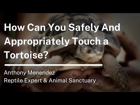 4 Ways to Sex Tortoises - wikiHow