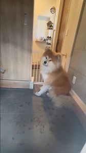 #sleep 😆😆#dogshorts #fannydog #cute #beautiful #love #animals