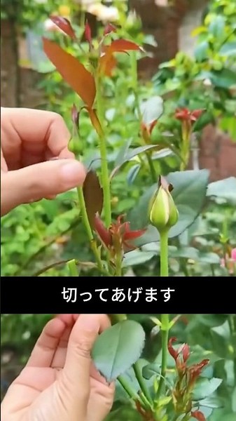 Why Rose Farmers Cut the Flowers: You'll Be Surprised When You Know the Reason