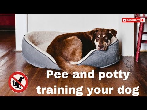 Pee and potty training your dog | dog training