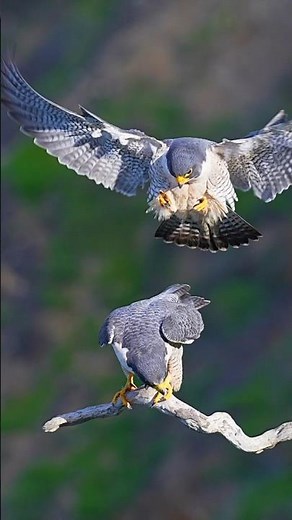 Why she is screaming? Peregrine falcon #birds #wildlife #love #birdofprey #scream #falcon #action